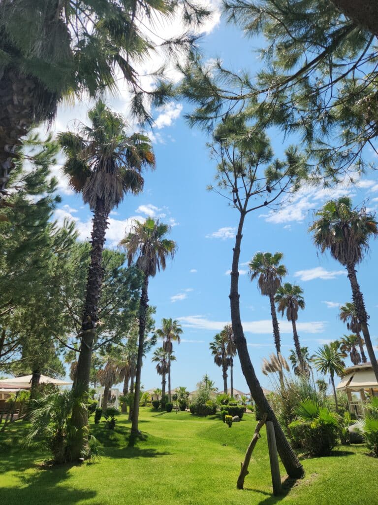 a shot of a lush, green outdoor area in Albania with palm trees and a bright blue sky