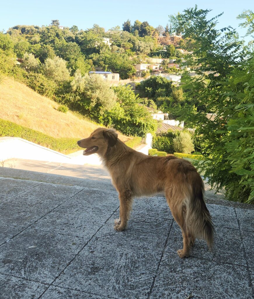 Friendly stray dog standing in Vlore surrounded by green hills
