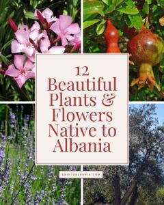 Four-panel photo collage featuring pink oleander, pomegranate fruit, purple lavender, and an olive tree, with a center text box reading 12 Beautiful Plants & Flowers Native to Albania