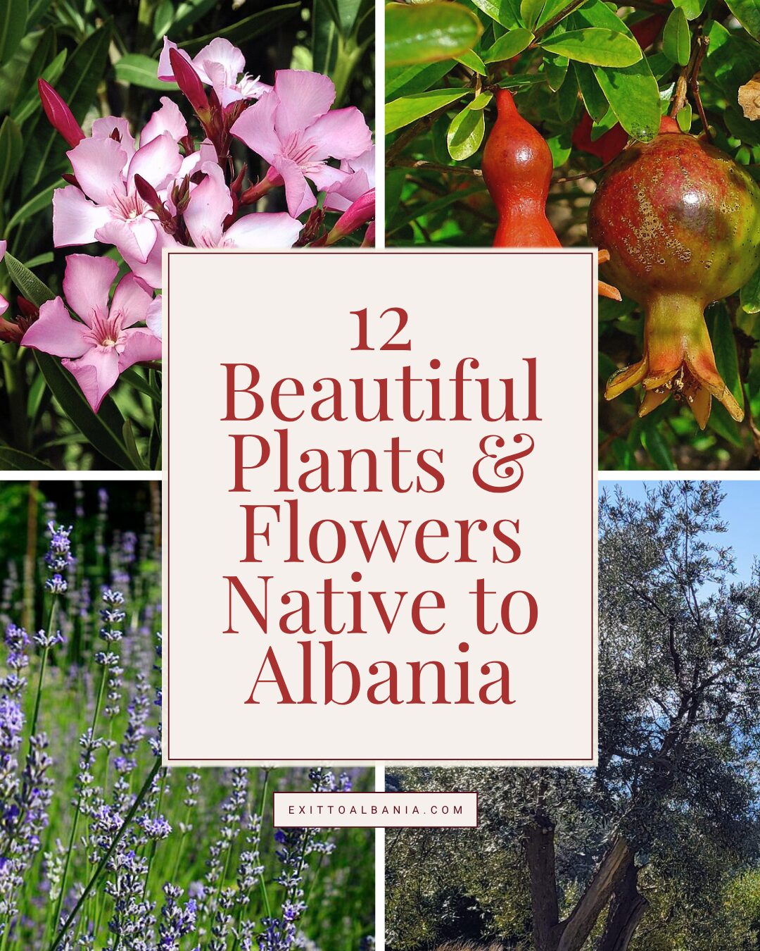 Four-panel photo collage featuring pink oleander, pomegranate fruit, purple lavender, and an olive tree, with a center text box reading 12 Beautiful Plants & Flowers Native to Albania