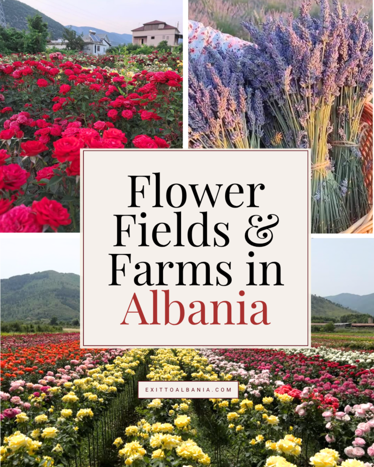 Pinterest graphic featuring flower fields and farms across Albania.